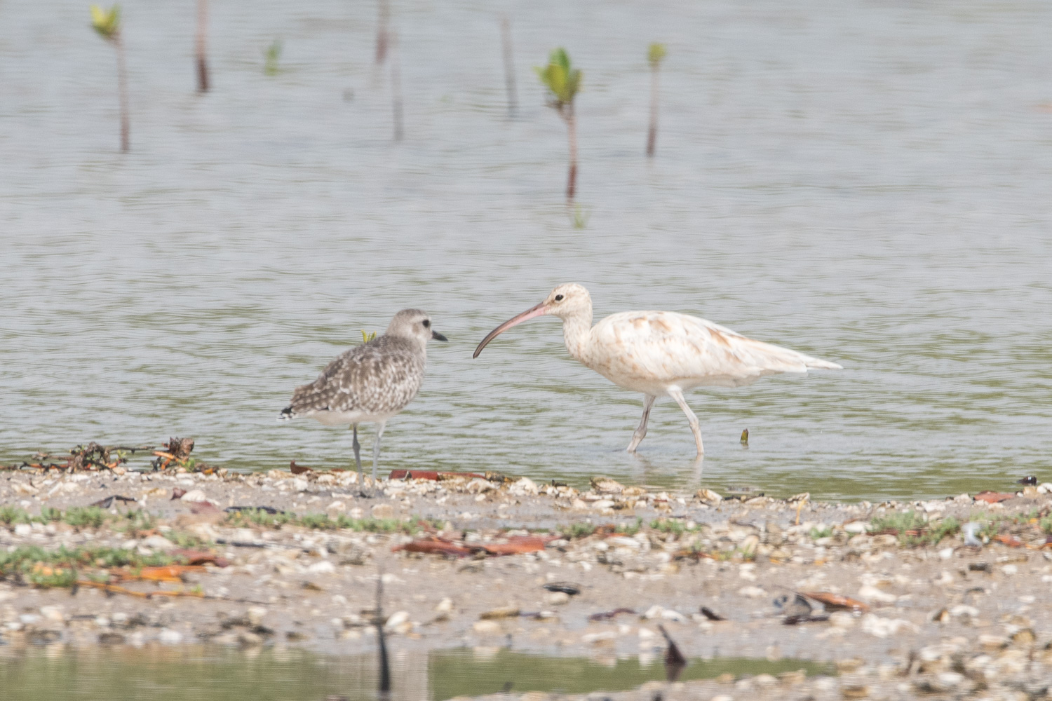 Courlis Corlieu dyschromique et Pluvier argenté internuptial (Grey plover, Pluvialis squatarola), Réserve d'intérêt communautaire de la Somone. 